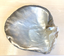 Large mother pearl for sale  WOKING