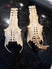 Pair weird interesting for sale  Oviedo