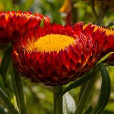 Strohblume fireball 100 gebraucht kaufen  Eichstätt