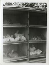 Antique photo vintage d'occasion  Expédié en Belgium