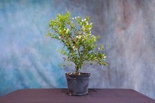 flowering bonsai for sale flowering bonsai for sale North Fort Myers
