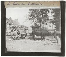 Campaña Francia, Pesaje Remolachas, Foto Placa De Vidrio, Positivo 8,5x10 Cm comprar usado  Enviando para Brazil