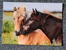 Pferde postkarte isländer gebraucht kaufen  Hamburg