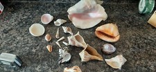 Seashell conch horn for sale  Helena