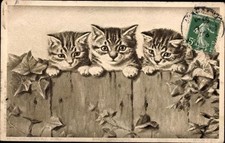Alte katzen ansichten gebraucht kaufen  Berlin