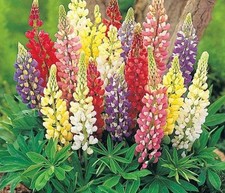 Lupin russell mixed for sale  LONDONDERRY