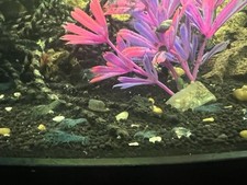 Blue dwarf crayfish for sale  Fort Wayne