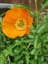 Welsh poppy bright for sale  GILLINGHAM