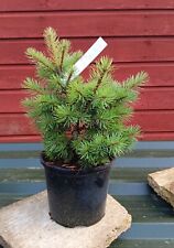 Pseudotsuga menziesii bhiela for sale  CRANBROOK