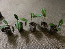 Hoya mereditchii for sale  OMAGH