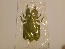 Leaf insect .sp for sale  HAYLE