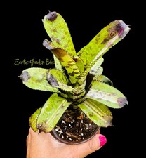 Aechmea orlandiana bert for sale  USA
