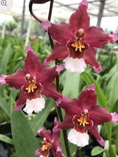 Oncidium martian leather for sale  Bogalusa