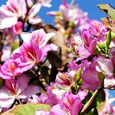 Bauhinia purpurea semi usato  Trappeto