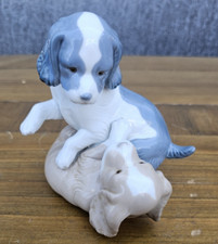 spaniel puppies for sale spaniel puppies for sale KIDDERMINSTER