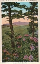 Rhododendron grandfather mount for sale  Chesapeake