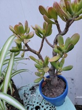 Large gollum jade for sale  Los Angeles