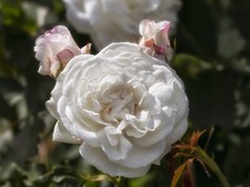 Boule neige bourbon for sale  NOTTINGHAM