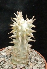 pachypodium for sale pachypodium for sale EASTBOURNE