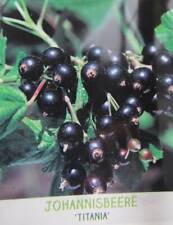 Ribes nigrum titania gebraucht kaufen  Wuppertal