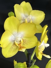 Duftorchidee phalaenopsis arez gebraucht kaufen  Bremen