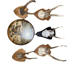 Hirschgeweihe schützen scheib gebraucht kaufen Hirschgeweihe schützen scheib gebraucht kaufen  Sulzbach-Rosenberg