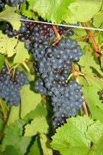 Purple grape vine for sale  PAIGNTON