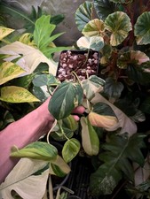 Philodendron micans aurea for sale  Atlanta