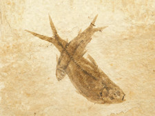 Two diplomystus fish for sale  Salt Lake City