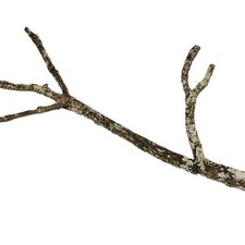Korkast 90cm terrarien gebraucht kaufen  Backnang