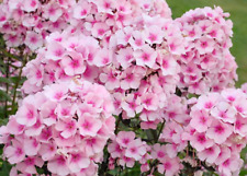 Phlox paniculata bright for sale  BELPER
