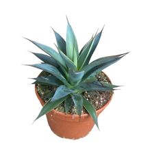 Agave victoriae shaka for sale  SHEFFIELD