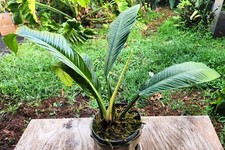 Philodendron campii lynette for sale  Hollywood