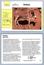 Donkey 16.3 mammals for sale  SLEAFORD