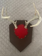 Vintage whitetail deer for sale  Minneapolis