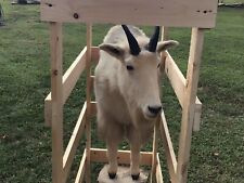 Mountain goat taxidermy for sale  Willard