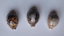 Cypraea tigris lot d'occasion  Gazeran