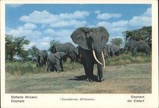 FOTOCOLO ROYALFOTO de elefantes africanos italianos (Loxodonta Africana) comprar usado FOTOCOLO ROYALFOTO de elefantes africanos italianos (Loxodonta Africana) comprar usado  Enviando para Brazil