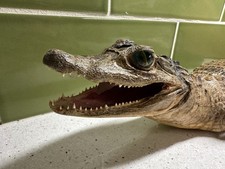 Vintage taxidermy full for sale  Asheville