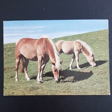 Pferdepostkarte pferd popp gebraucht kaufen  Beeskow