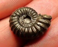 Pyrite ammonite fossil for sale  BRISTOL