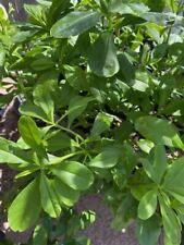 Cloned jewels opar for sale  Melbourne