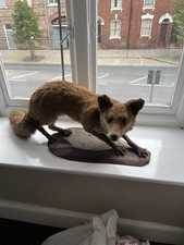 Taxidermy fox for sale  YORK