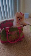 juicy pet carrier for sale juicy pet carrier for sale Las Vegas
