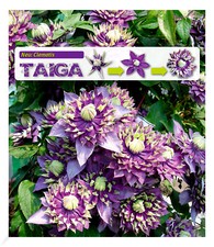 Gefüllte clematis taiga gebraucht kaufen  Bensheim