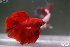 betta fishes for sale betta fishes for sale Miami