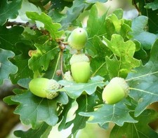 20x oak quercus for sale  RICKMANSWORTH