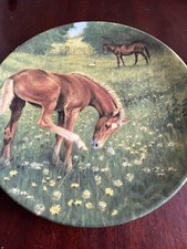 English thoroughbred foal for sale  NEWMARKET