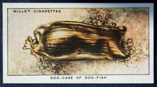 Dogfish egg case for sale  DERBY