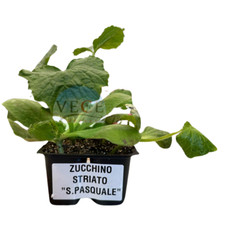 Piantine zucchino san usato  Valva